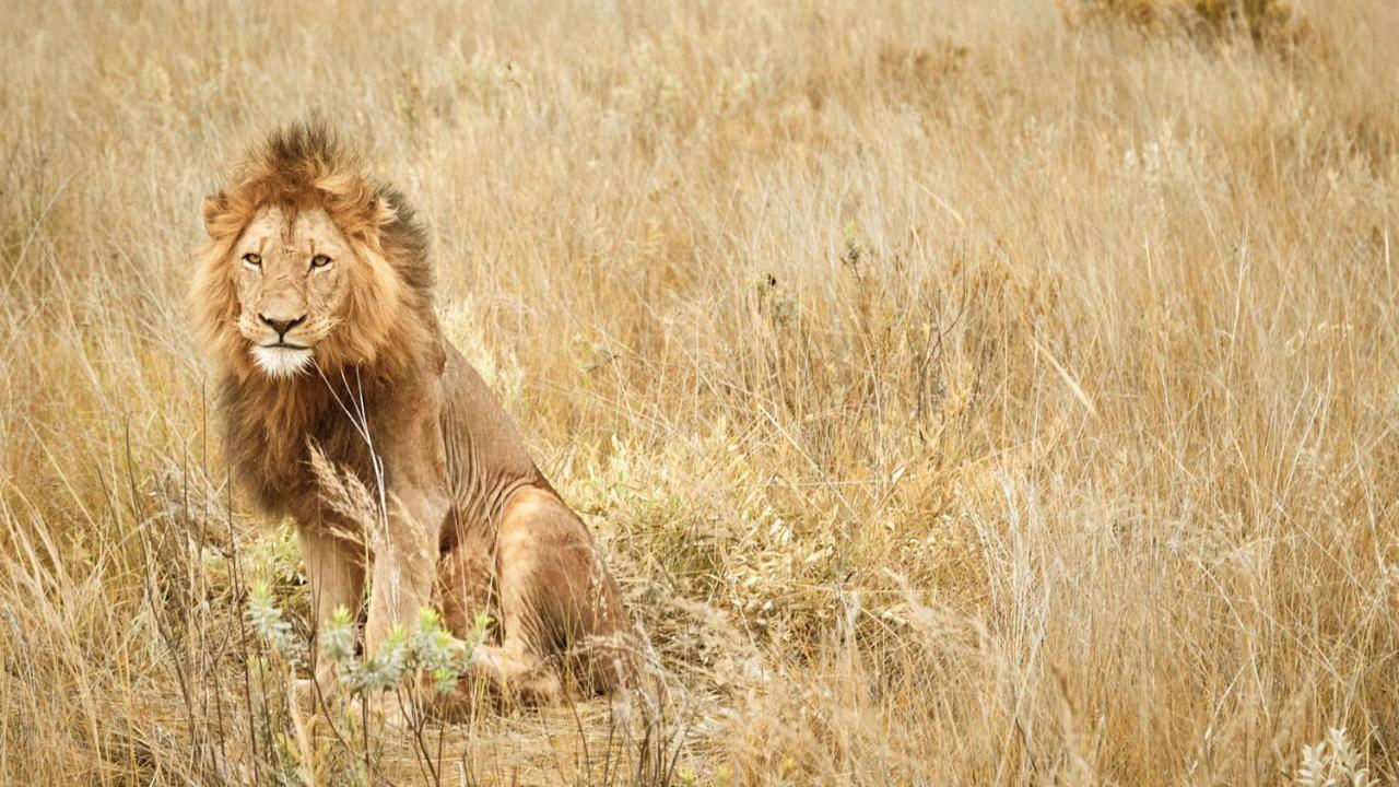Nkomazi Game Reserve Badplaas Esterno foto