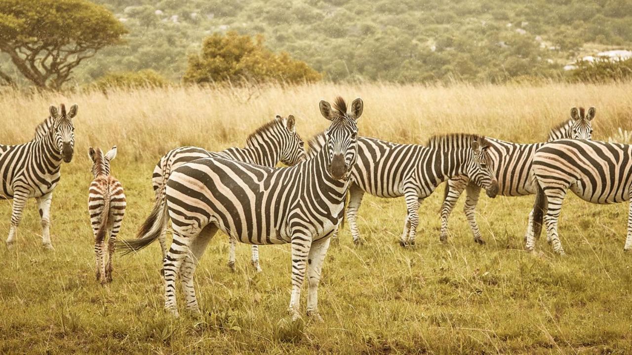 Nkomazi Game Reserve Badplaas Esterno foto