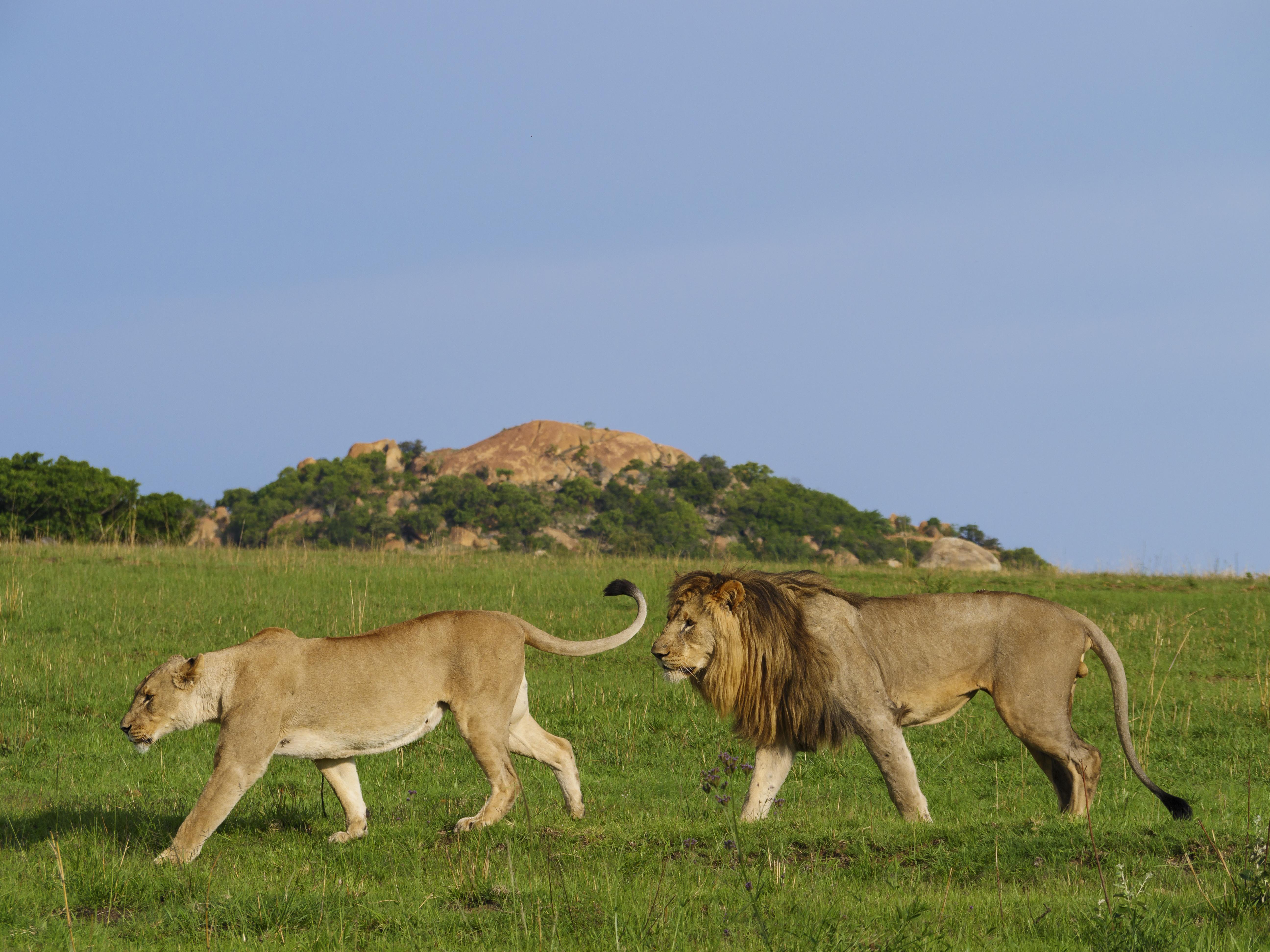 Nkomazi Game Reserve Badplaas Esterno foto