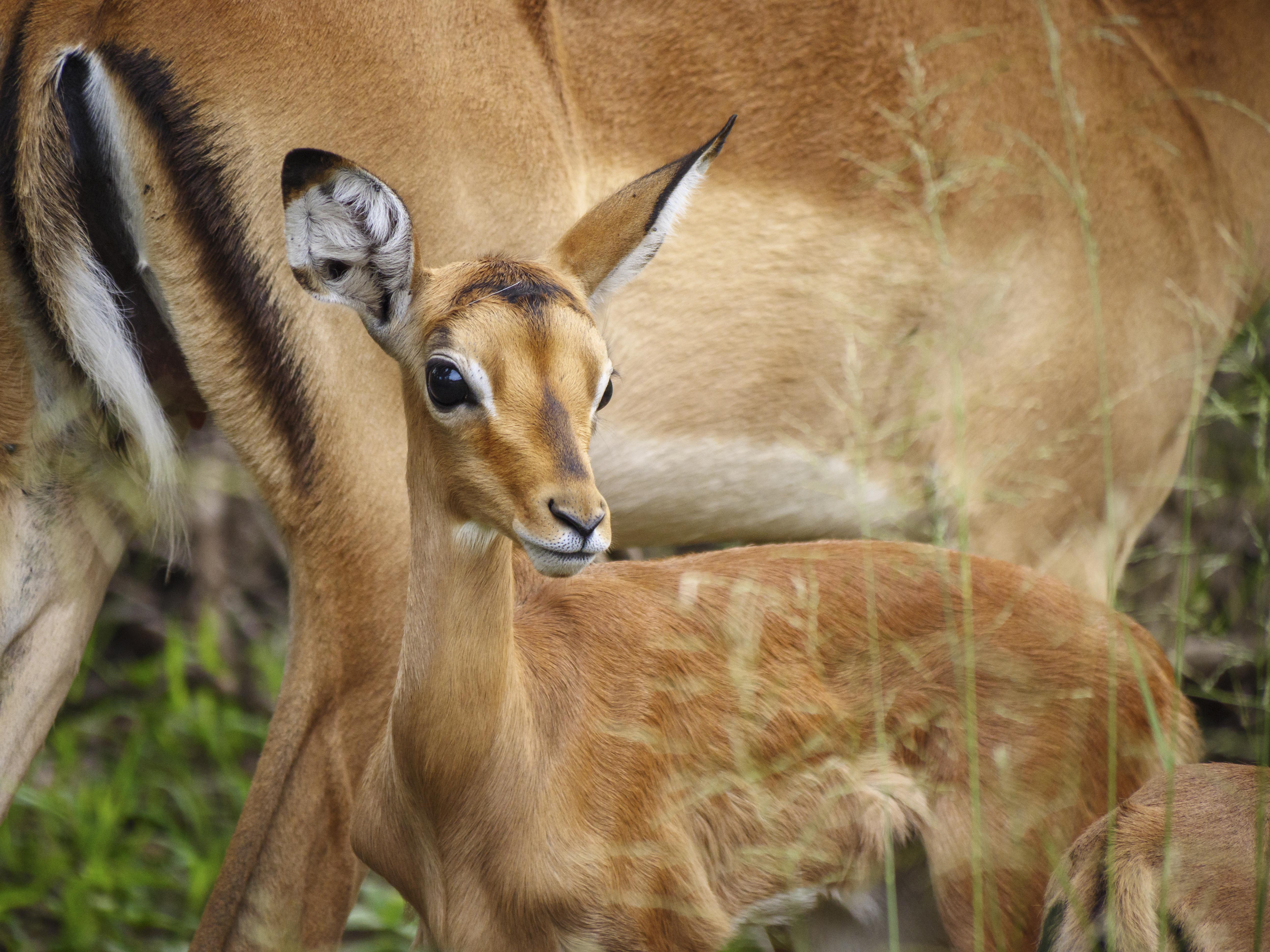 Nkomazi Game Reserve Badplaas Esterno foto