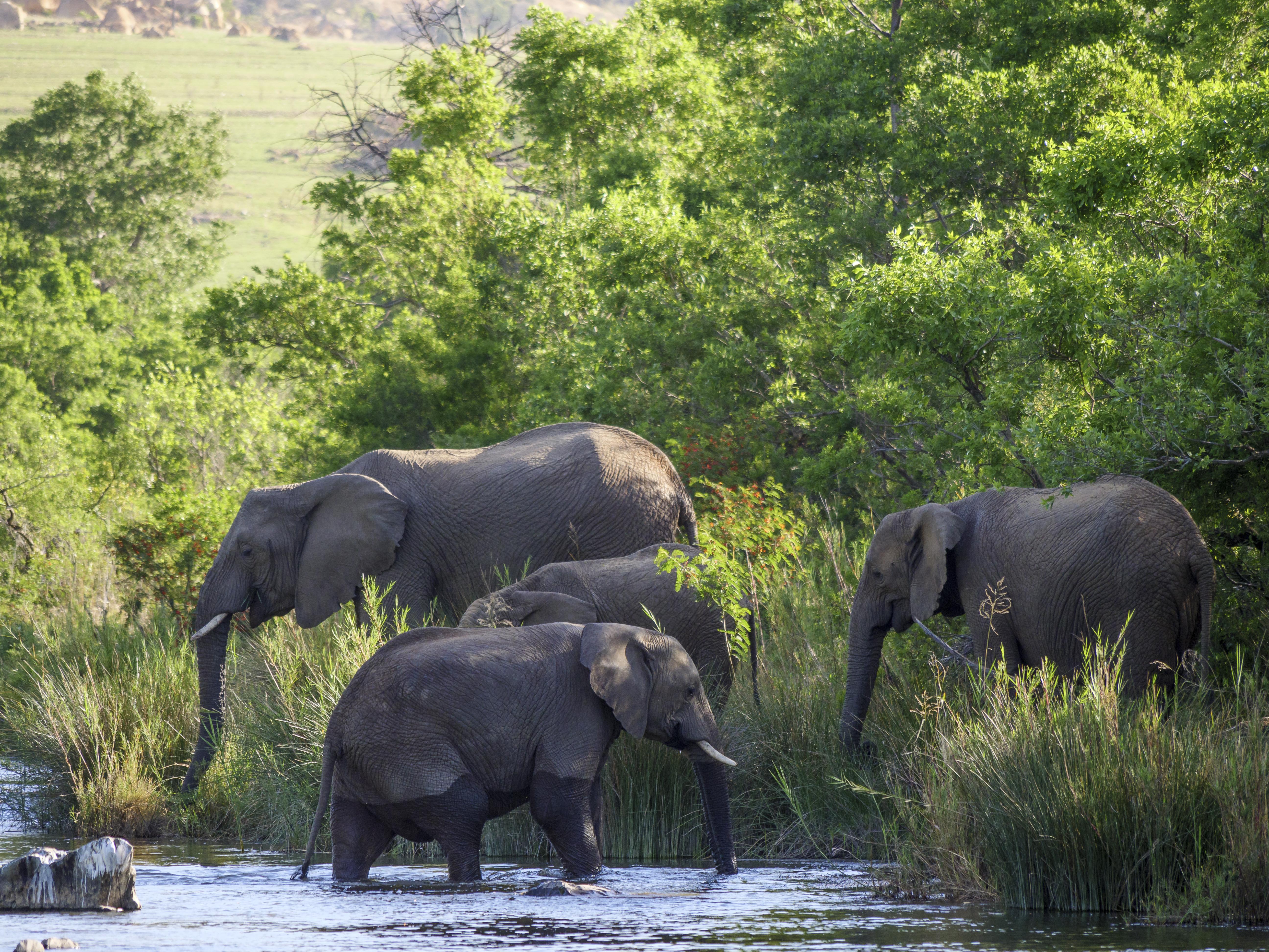 Nkomazi Game Reserve Badplaas Esterno foto