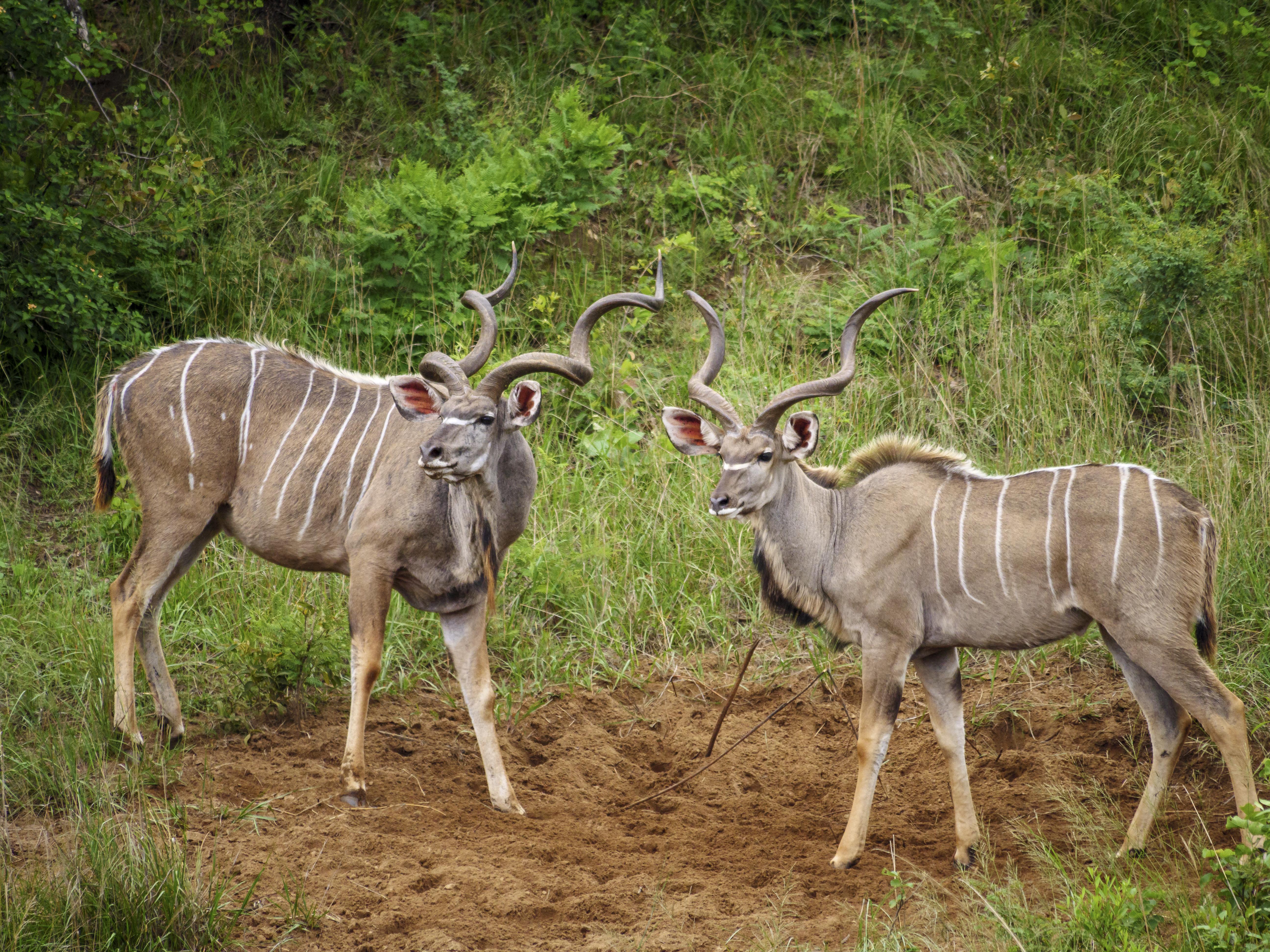 Nkomazi Game Reserve Badplaas Esterno foto